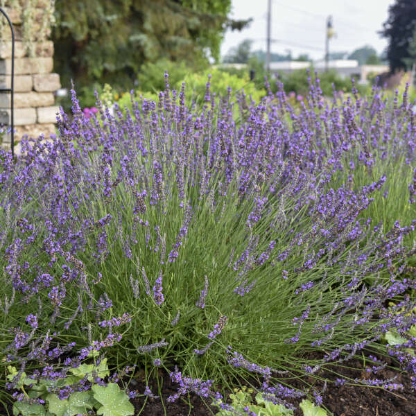 buy english lavender plants online 'Phenomenal®' English Lavender