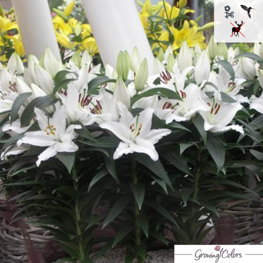 Sunny Bahamas Oriental Lily | Lilium 'Sunny Bahamas'