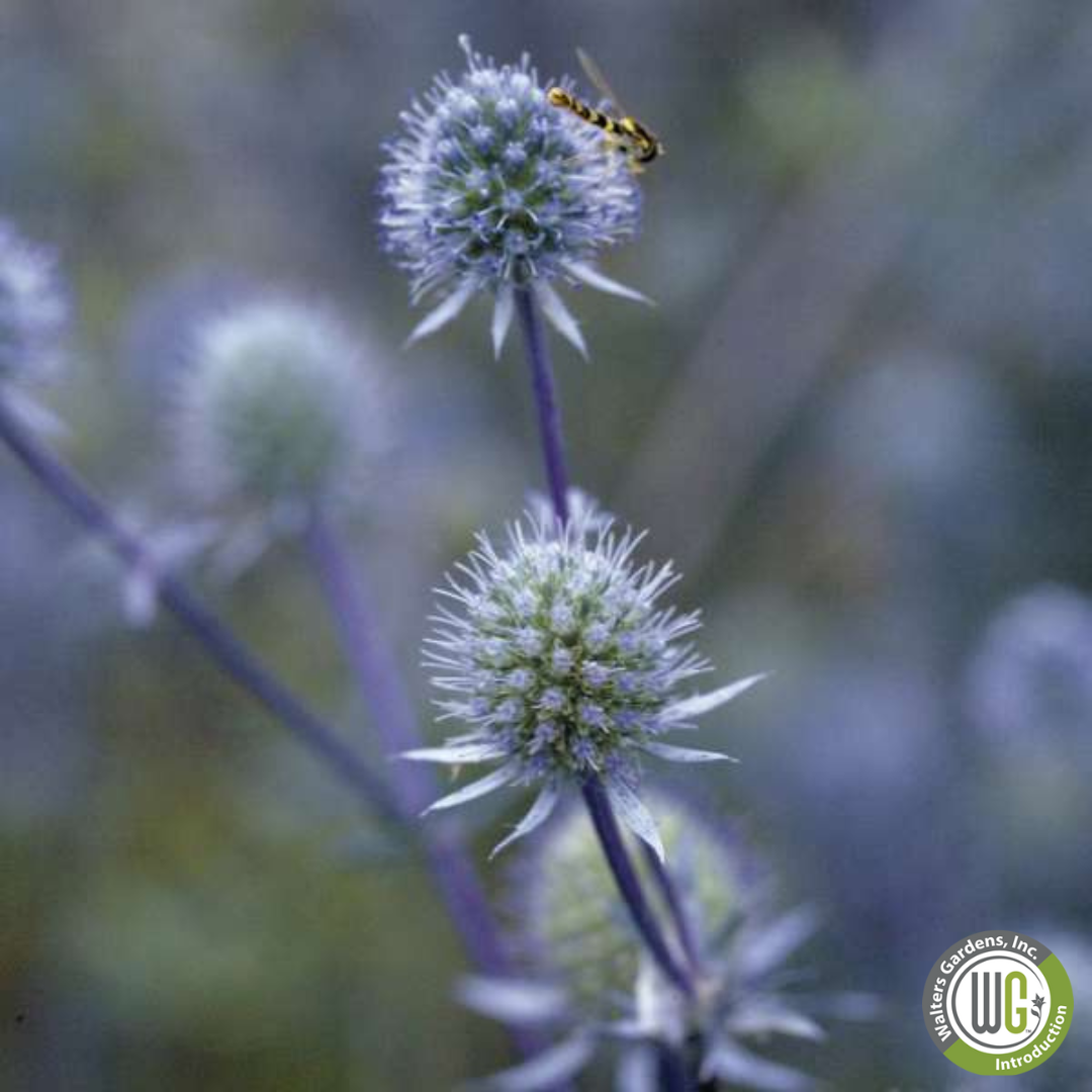'Blue Glitter' Sea Holly | Eryngium 'Blue Glitter'