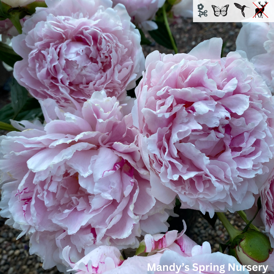 Sarah Bernhardt' Peony