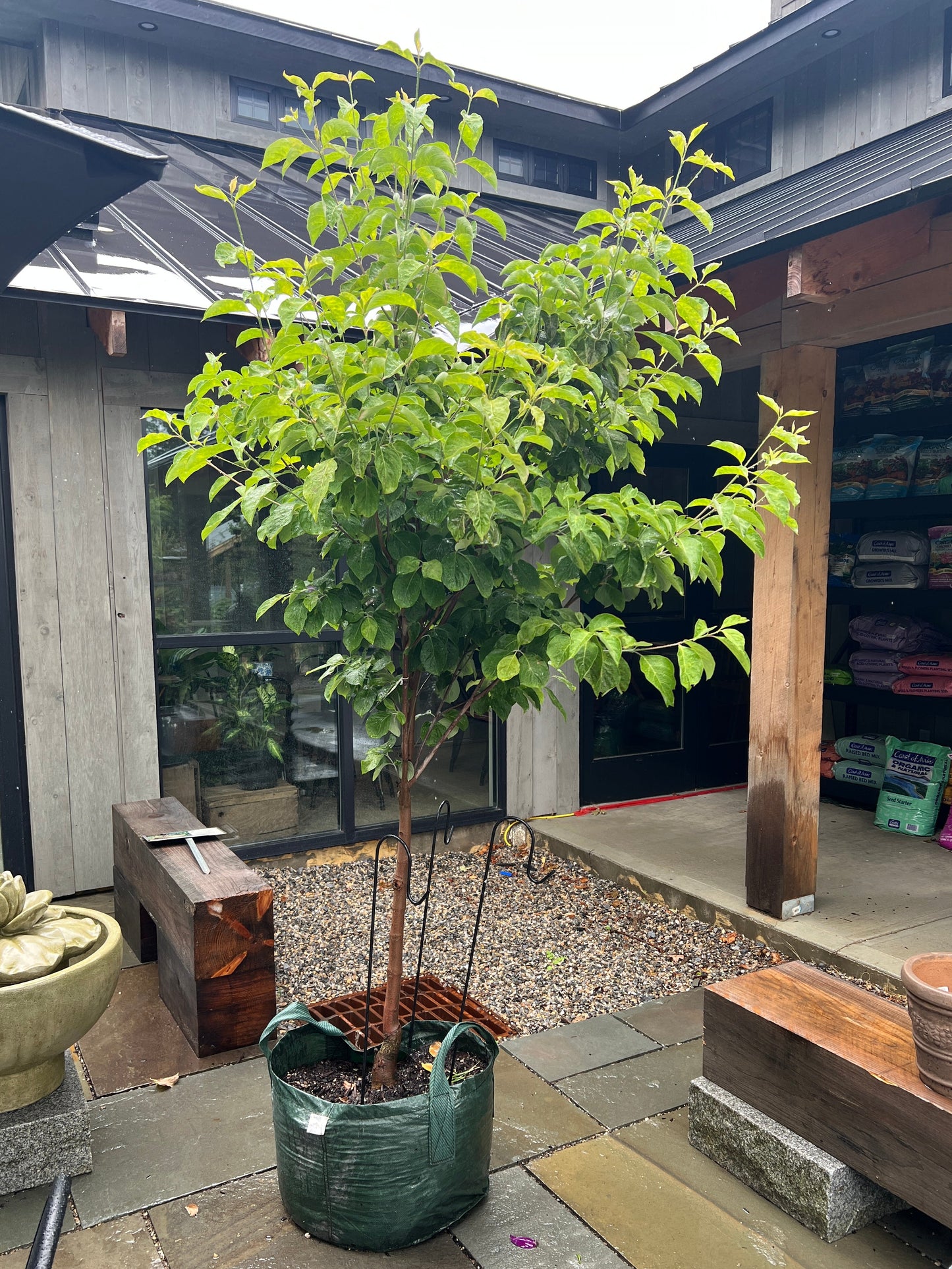 'Princess Emily' Dogwood | Cornus florida