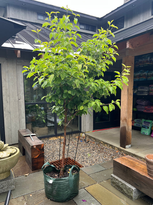 'Princess Emily' Dogwood | Cornus florida