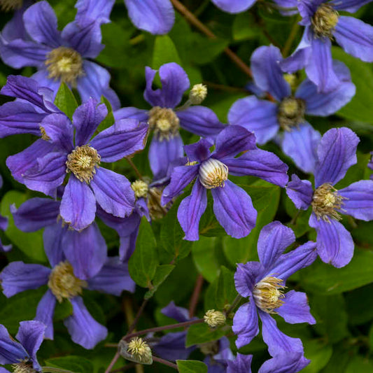 'Rain Dance' Reblooming Bush Clematis