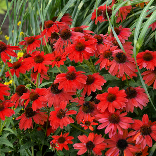 SOMBRERO® Salsa Red Coneflower | Echinacea hybrid