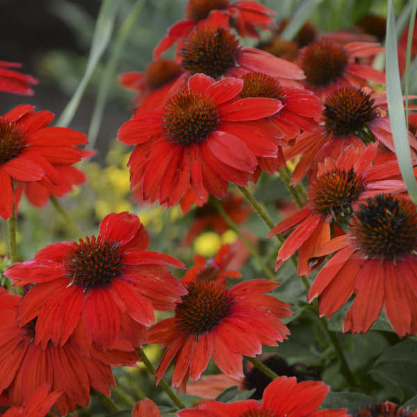 SOMBRERO® Salsa Red Coneflower | Echinacea hybrid