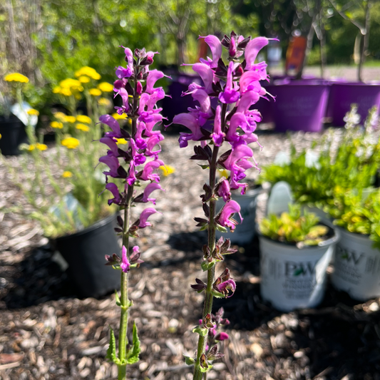 Back to the Fuchsia Garden Sage | Perennial Salvia