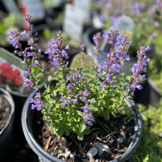 Cats Pajamas Catmint | Nepeta