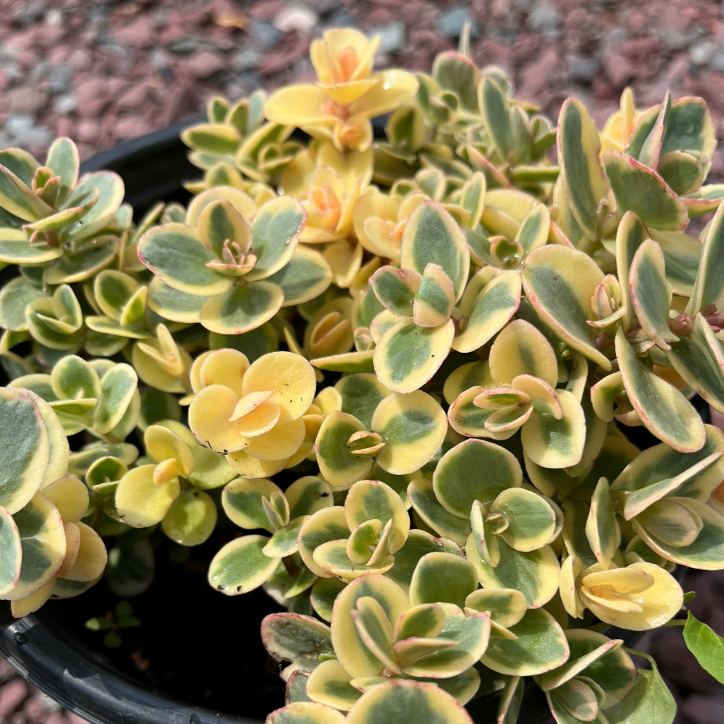 lime green succulent plants SunSparkler Lime Twister Stonecrop