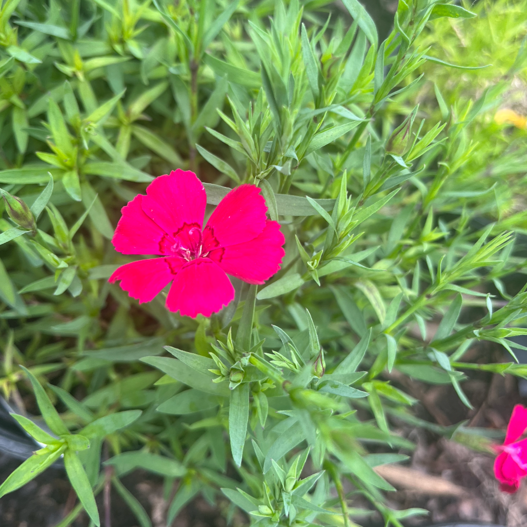 Zing Rose Dianthus Mandy Spring Farm Nursery Inc zing-rose-dianthus-mandy-spring-farm-nursery-inc