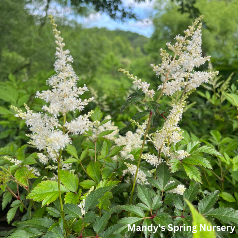 fertilizer for astilbe plants Deutschland Astilbe