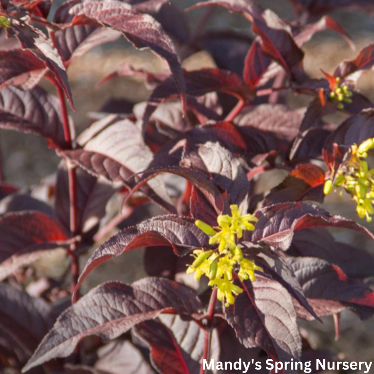 Nightglow' Honeysuckle | Diervilla Splendens