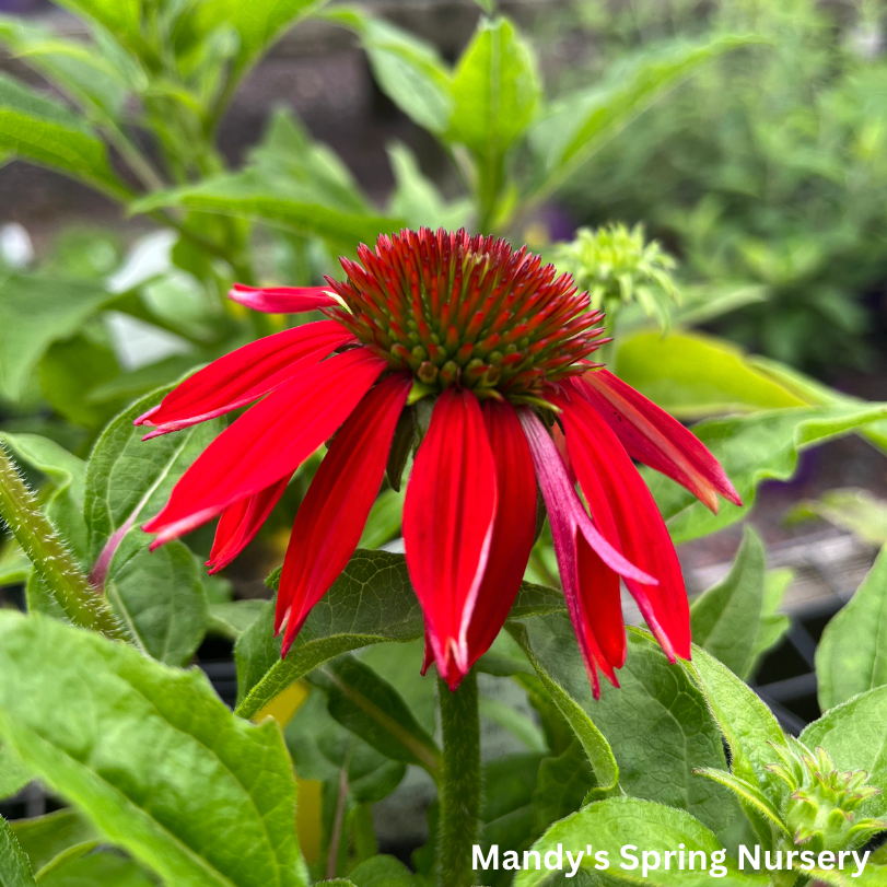 SOMBRERO® Salsa Red Coneflower | Echinacea hybrid