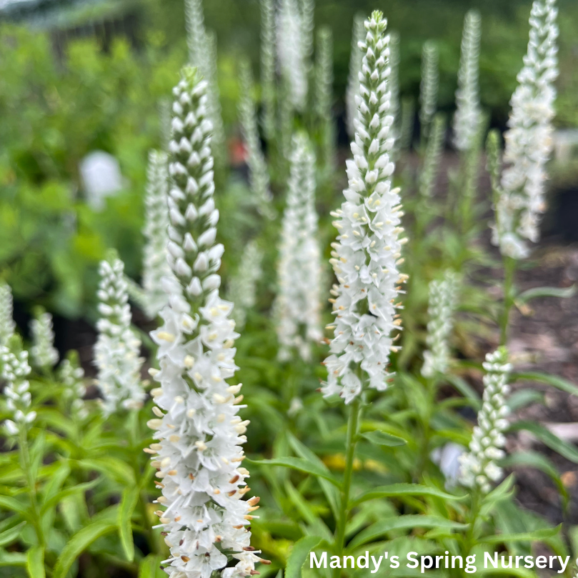 White Wands Spike Speedwell | Veronica 'White Wands'
