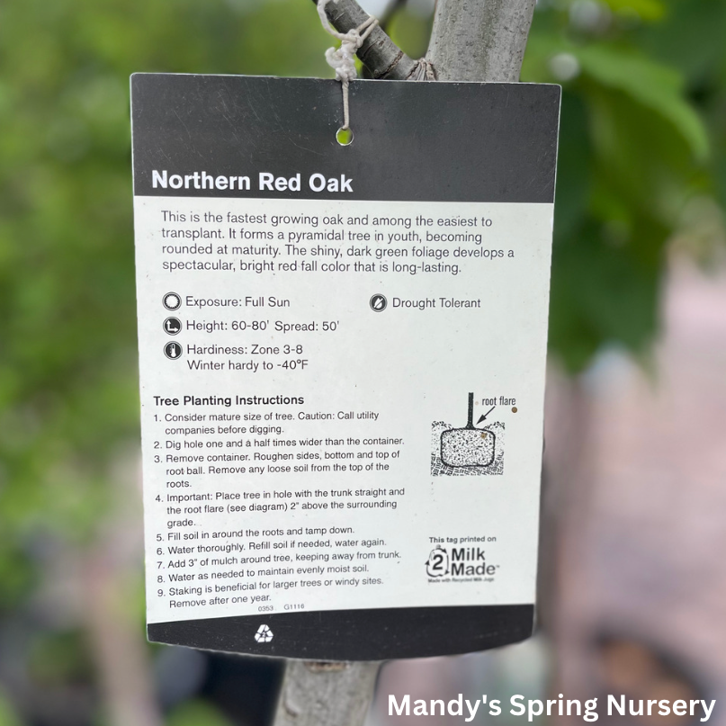 Northern Red Oak | Quercus rubra