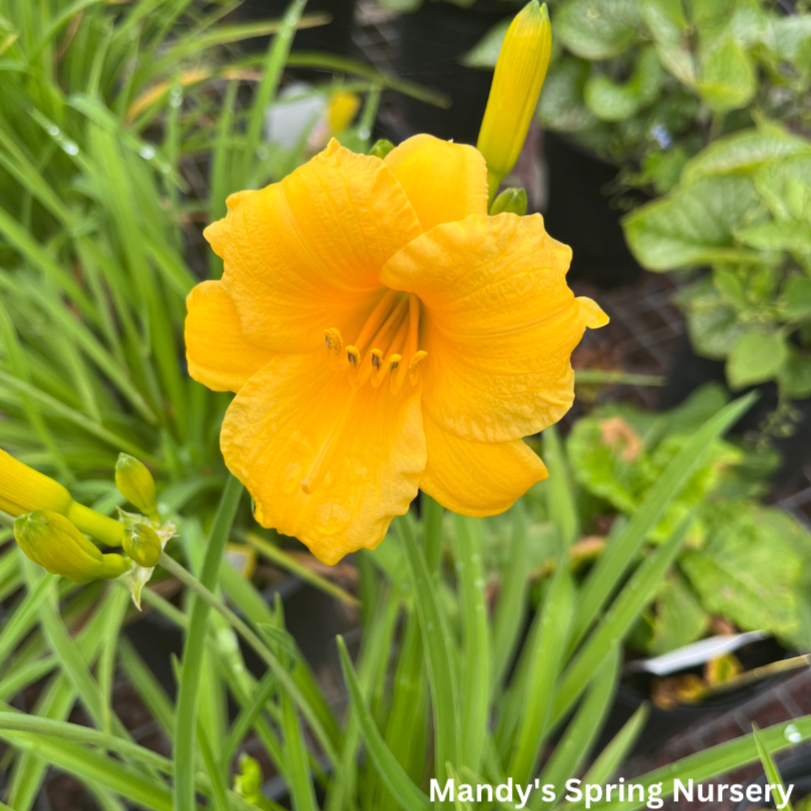 Stella de Oro Daylily | Hemerocallis &lsquo;Stella de Oro&rsquo; – Mandy 