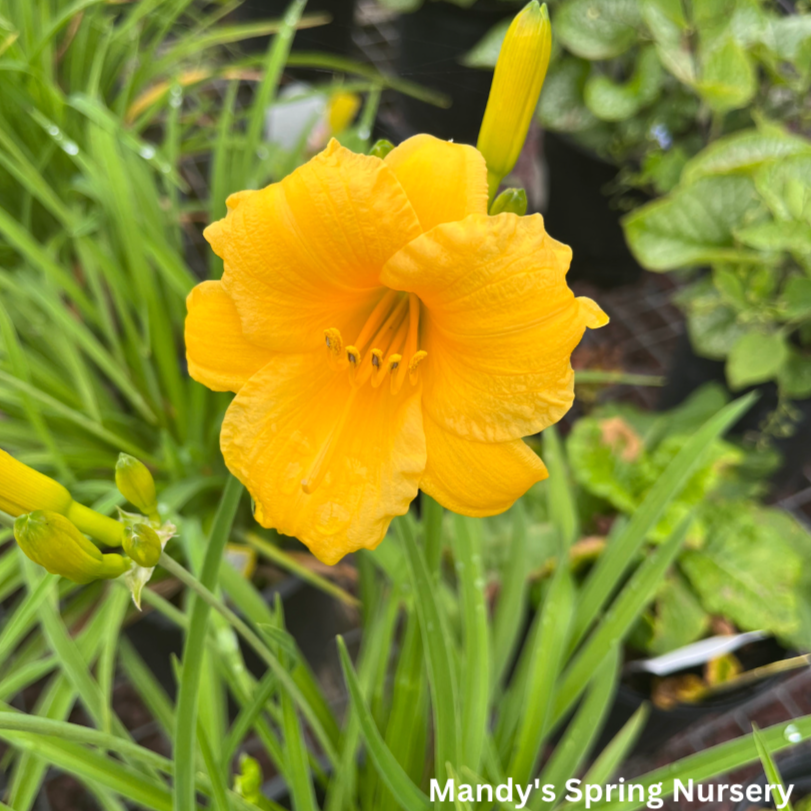 Stella de Oro Daylily | Hemerocallis ‘Stella de Oro’ – Mandy