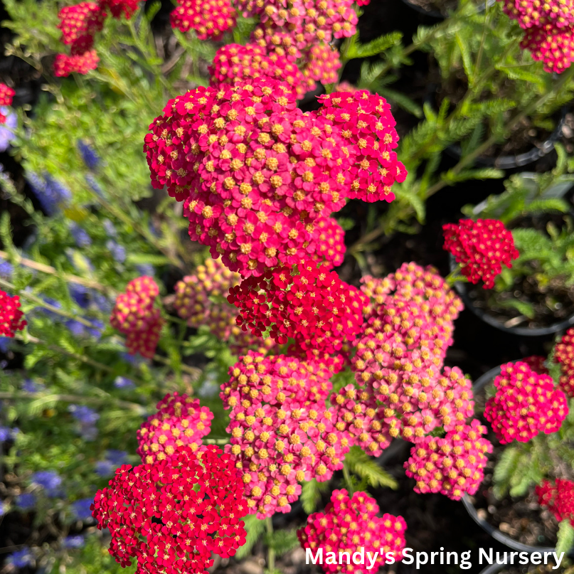 strawberry seduction yarrow seeds Strawberry Seduction Yarrow