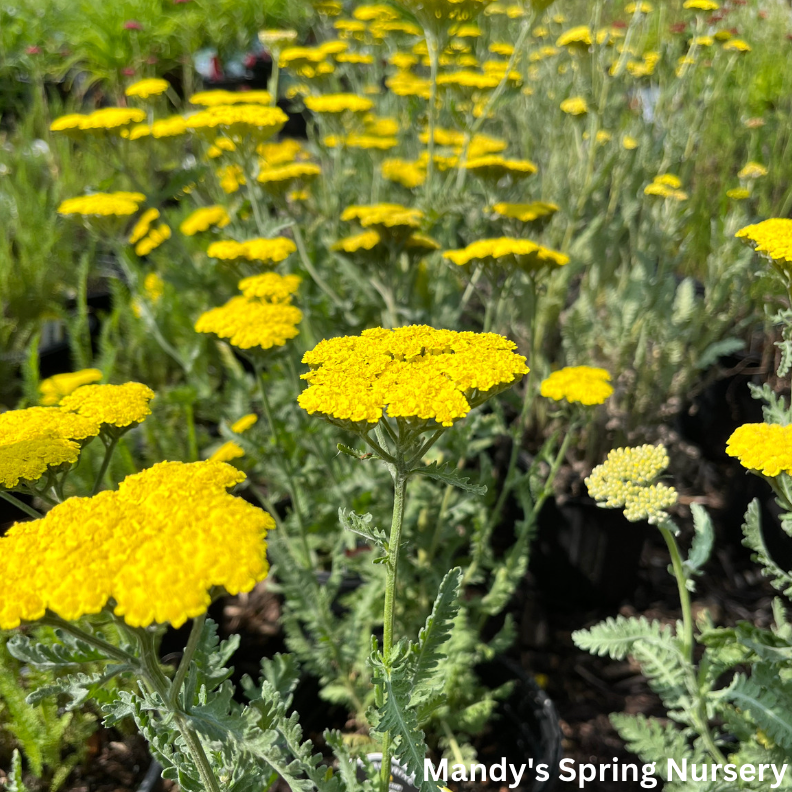 yarrow herbicide Moonshine Yarrow