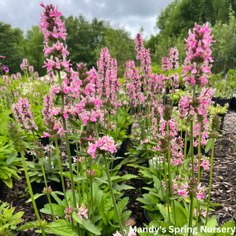 cotton candy succulent Pink Cotton Candy' Lamb's Ear/Betony