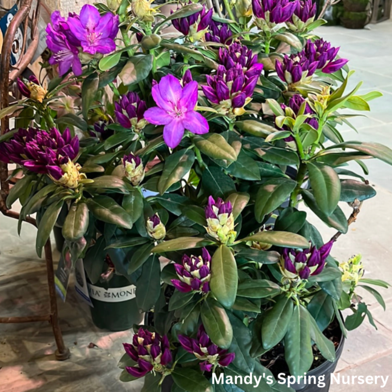 'Purple Passion' Rhododendron | Rhododendron 'Purple Passion'