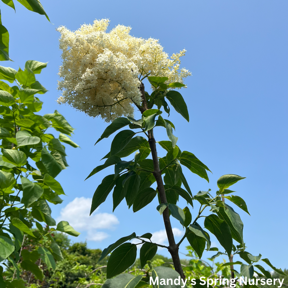 Snowdance Japanese Lilac Tree | Syringa reticulata 'Bailnce'