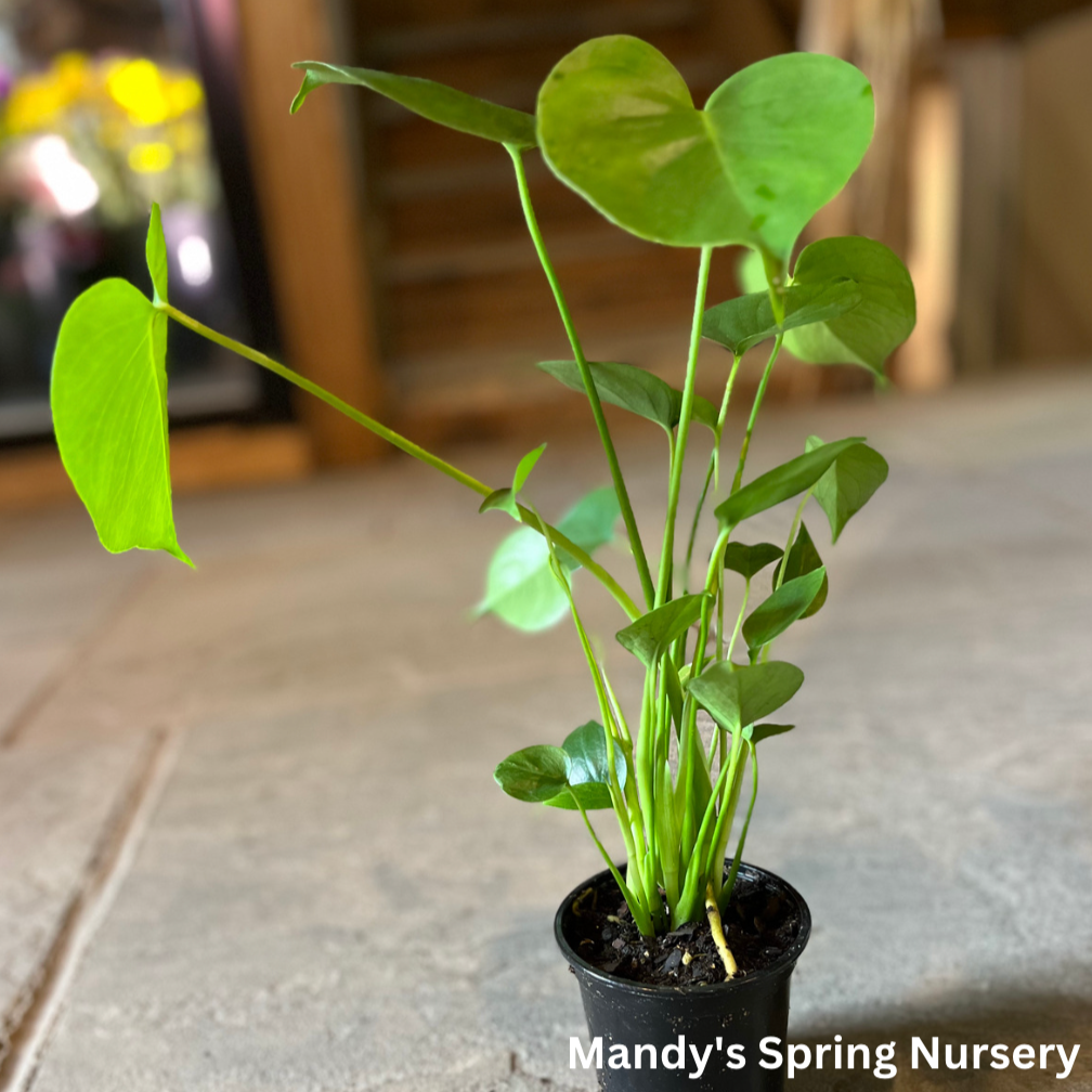 Swiss Cheese Plant | Monstera deliciosa