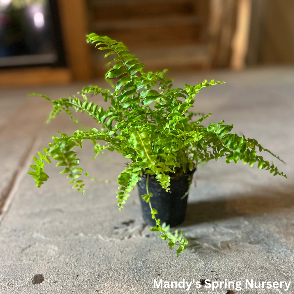 Boston Fern | Nephrolepis exaltata