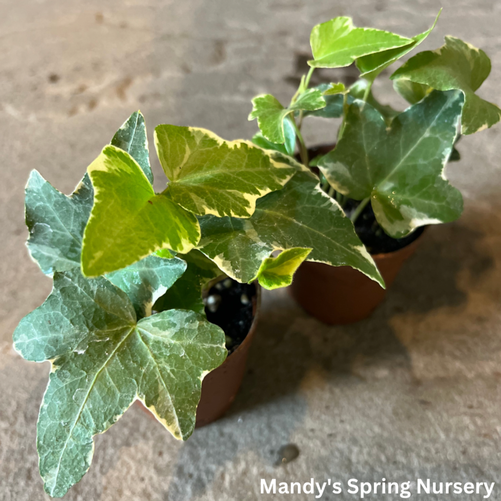 Variegated English Ivy | Hedera helix 'Variegata'