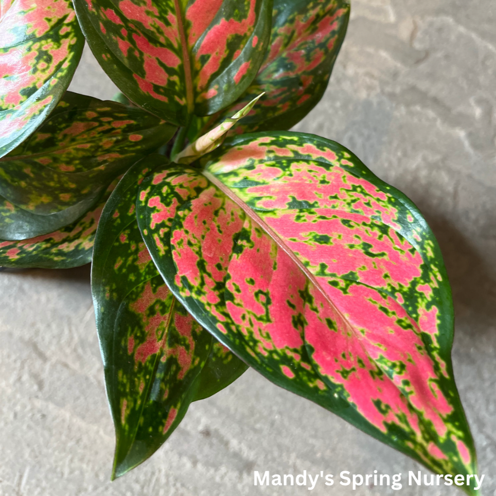 aglaonema lucky red Lucky Plant'