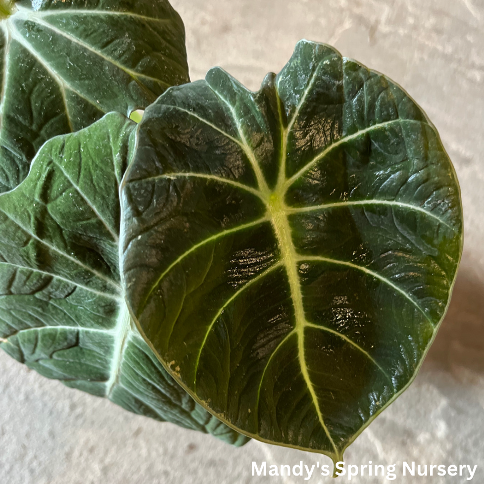 Alocasia ‘Black Velvet’ (Alocasia reginula)