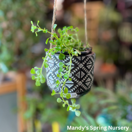 Baby Tears | Soleirolia soleirolii