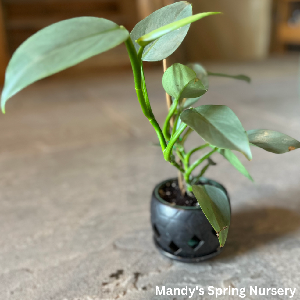 philodendron silver sword hastatum Silver Sword Philodendron