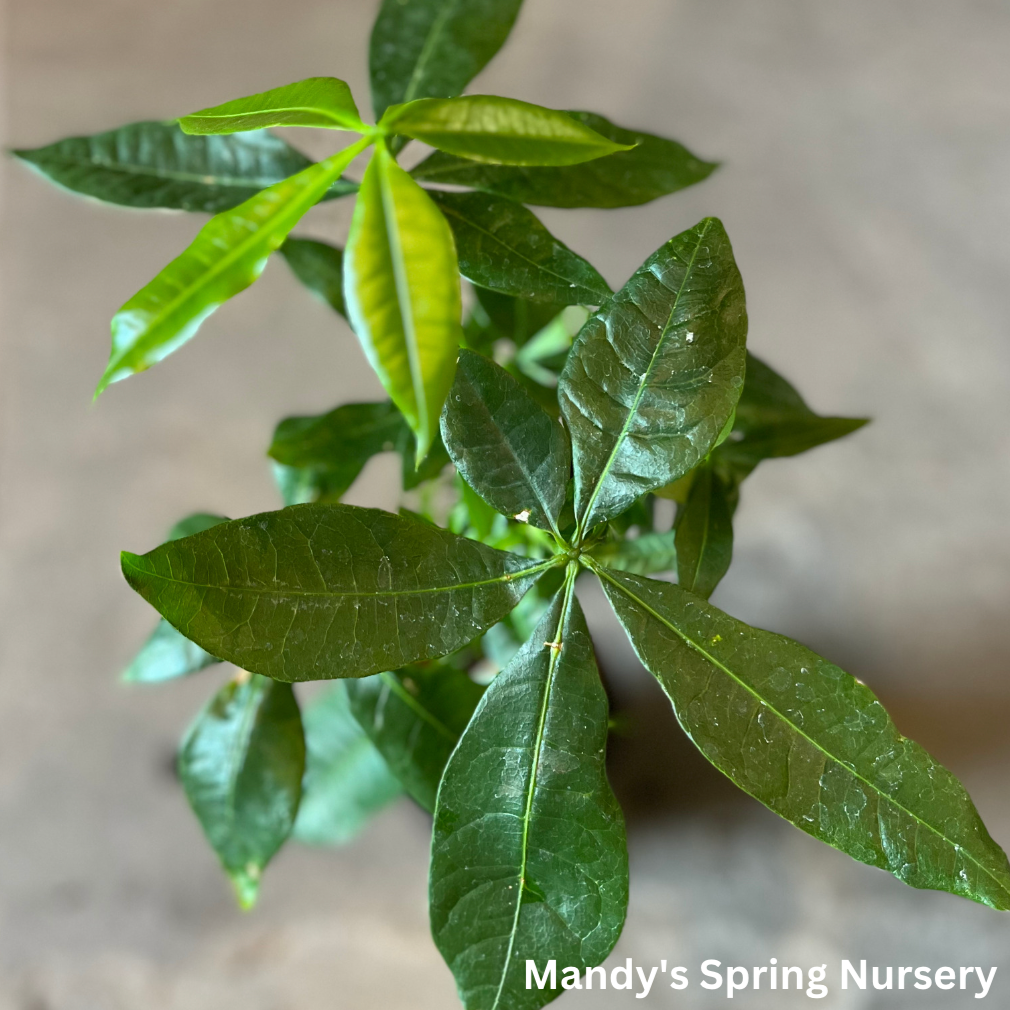 money tree nursery Money Tree