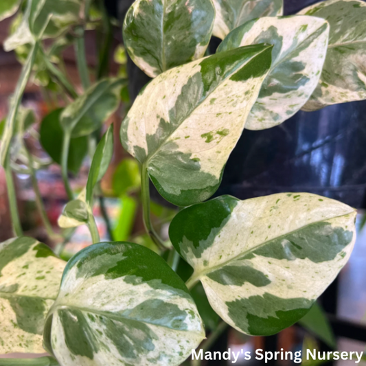 Pearls & Jade Pothos | Epipremnum aureum 'Pearls and Jade'