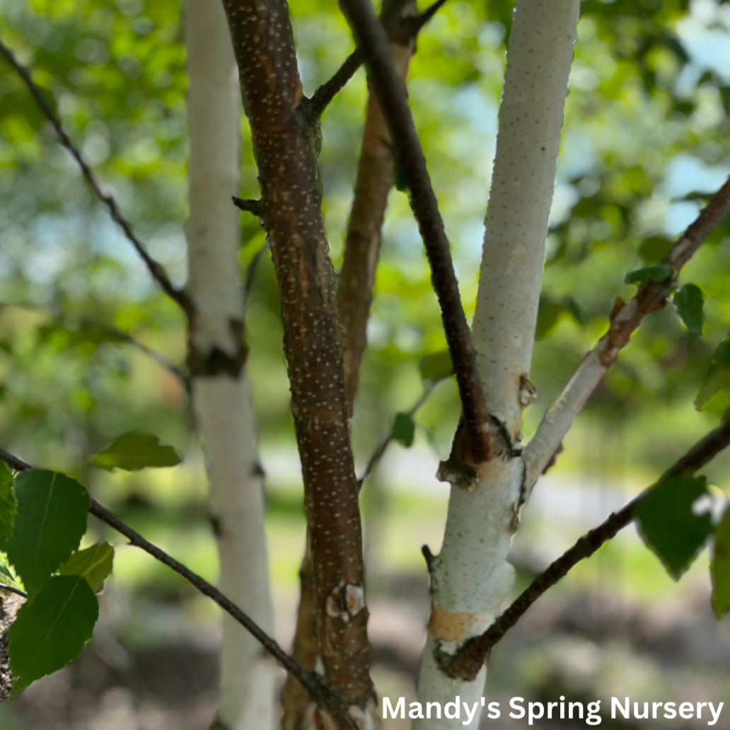 Paper Birch | Betula papyrifera 'Paper Birch'