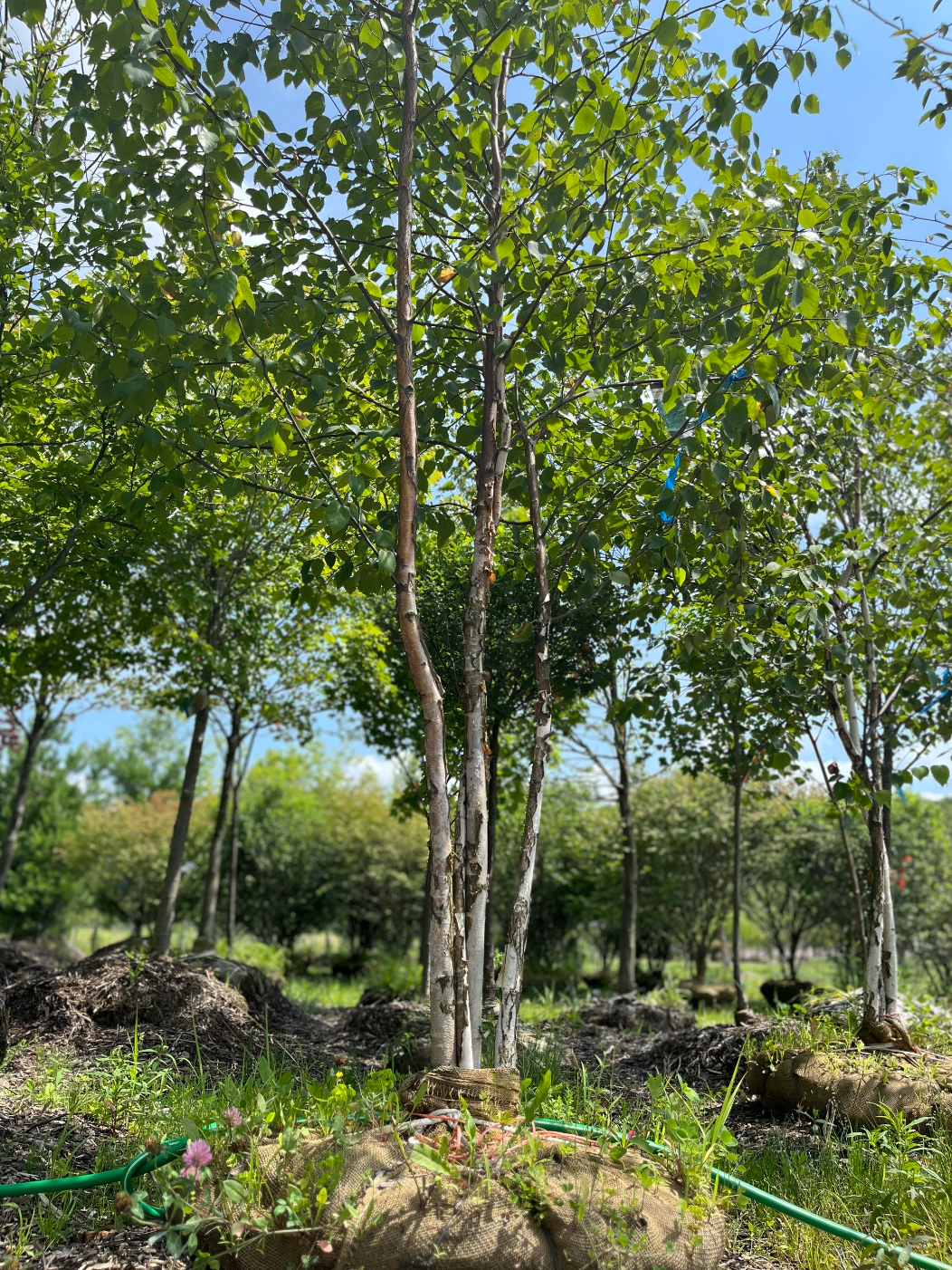 Paper Birch | Betula papyrifera 'Paper Birch'