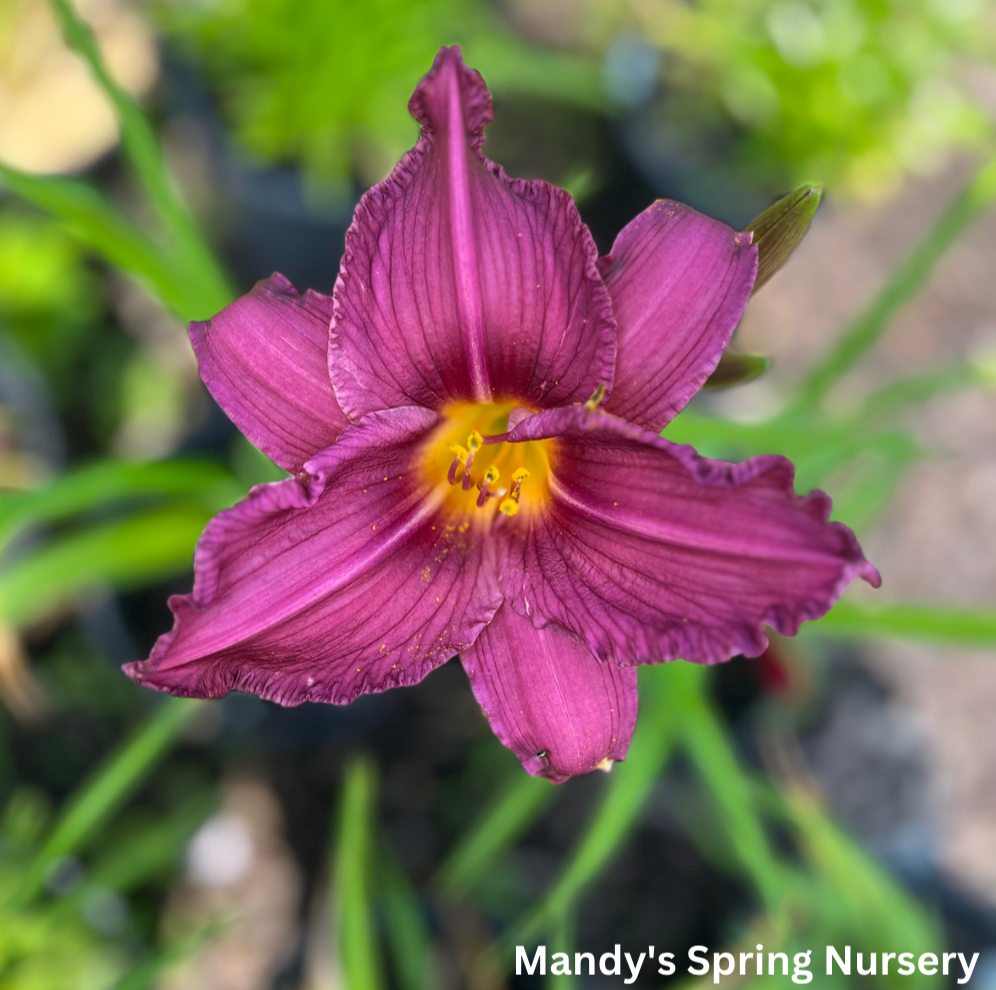 Purple de Oro Daylily | Hemerocallis – Mandy Spring Farm Nursery, Inc.