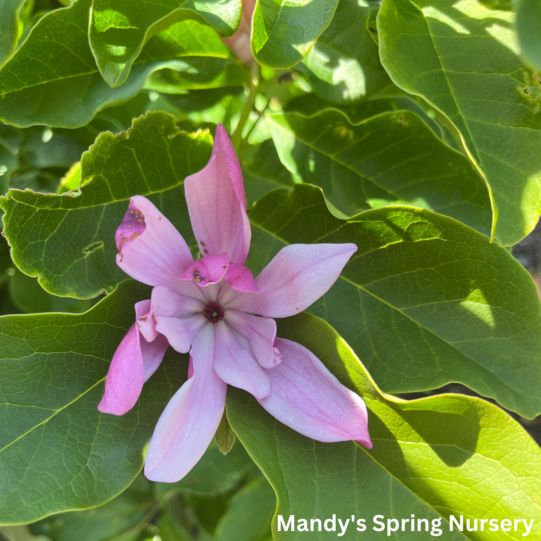 Ann' Magnolia | Magnolia × liliiflora 'Ann'