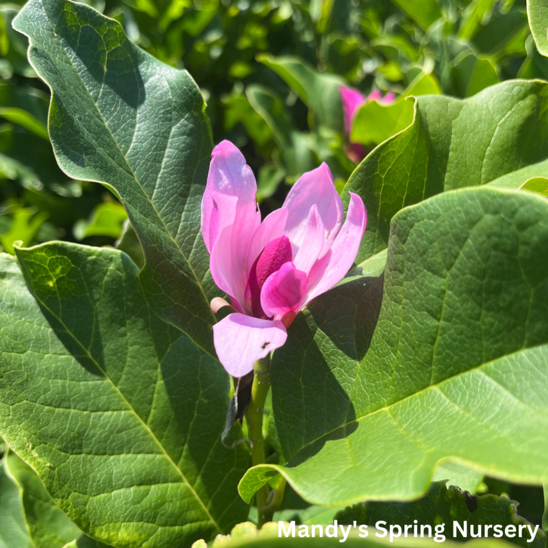 Ann' Magnolia | Magnolia × liliiflora 'Ann'