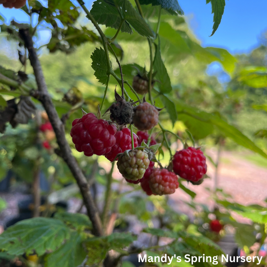 Killarney Raspberry | Rubus