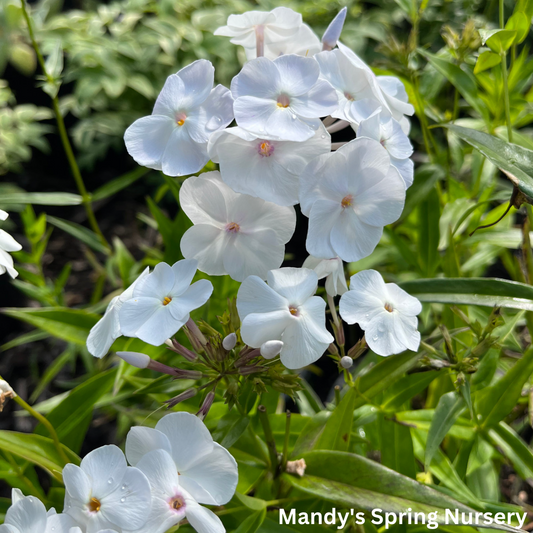 Fashionably Early Crystal Phlox | Phlox paniculata