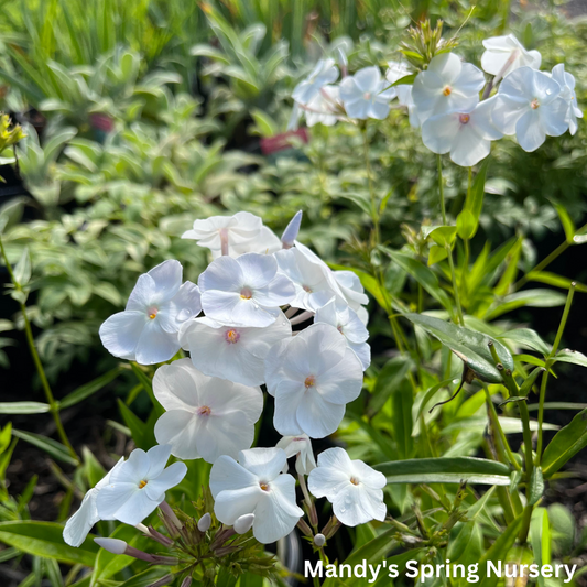 Fashionably Early Crystal Phlox | Phlox paniculata