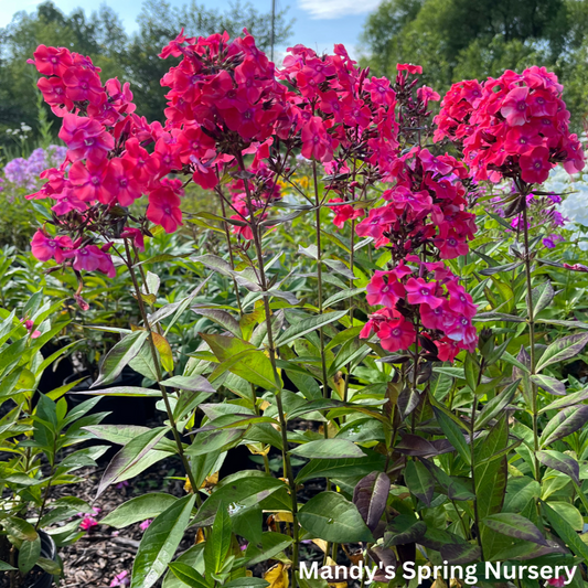'Glamour Girl' Tall Garden Phlox | Phlox paniculata