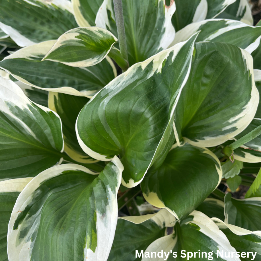 white plantain lily Patriot Hosta