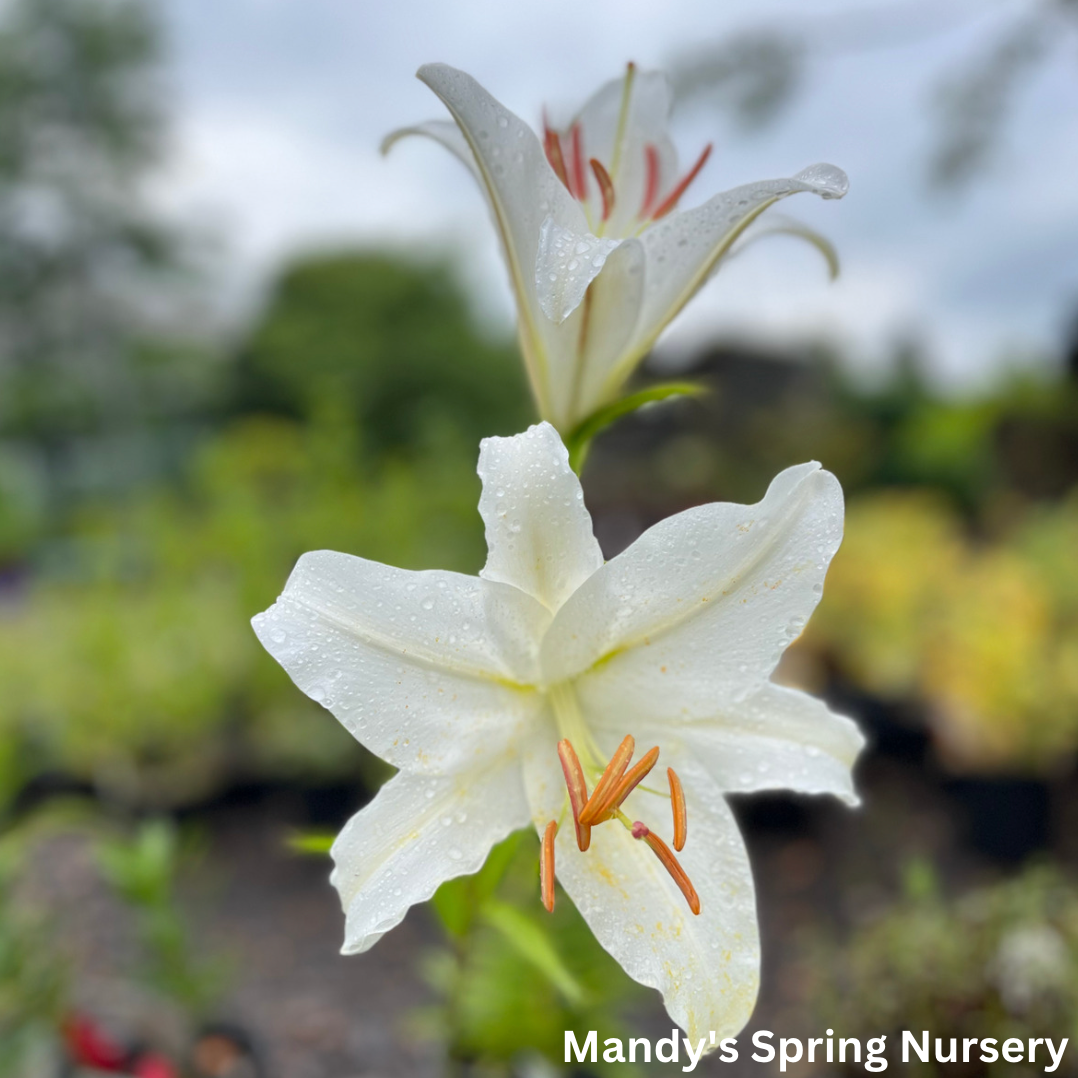 fragrant white lilies Casa Blanca Fragrant Lily