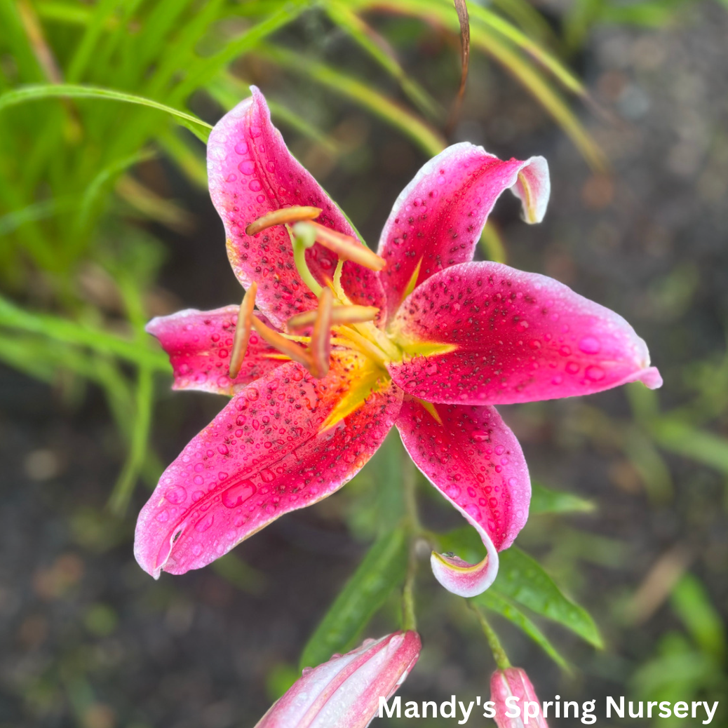 Stargazer Fragrant Lily