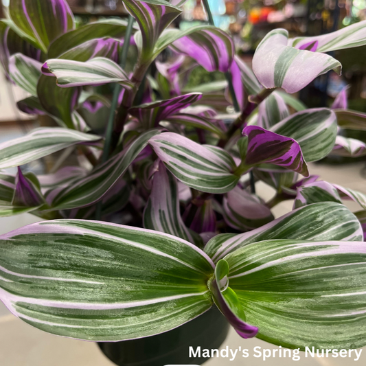 Nanouk Tradescantia | Tradescantia albiflora 'Nanouk'