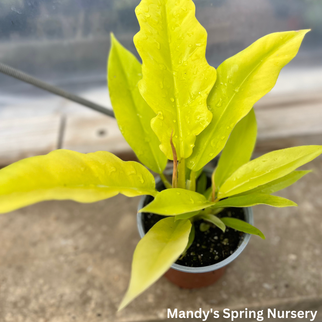 golden girl philodendron Golden Saw Philodendron