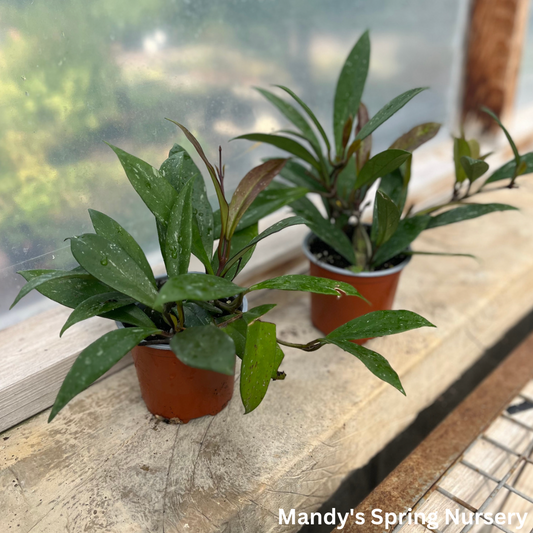 Wax Plant Hoya | Hoya pubicalyx