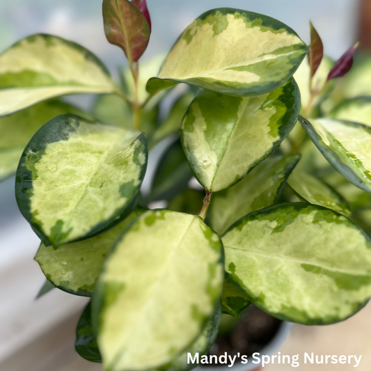 Lisa Waxvine Hoya | Hoya australis 'Lisa'